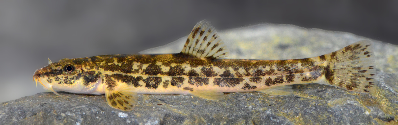 Die Bachschmerle Barbatula barbatula gehört vor allem in den Mittelgebirgen oft zu den häufigsten Fischarten. Sie gilt als „ungefährdet“. Foto: Jörg Freyhof