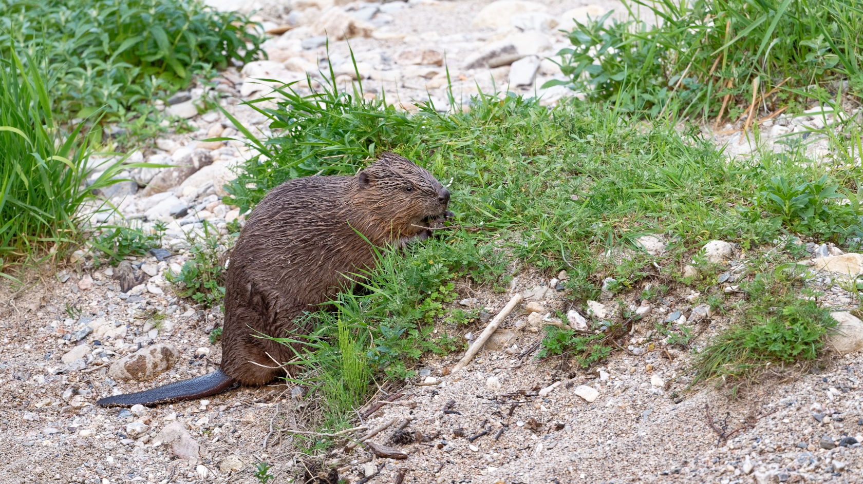 Seine Beliebtheit f&uuml;r Pelzmode f&uuml;hrte im 20. Jahrhundert fasst zum Aussterben der Art in Europa. Gejagt wurden Biber auch wegen ihres Fleisches und vermeintlich heilsamen Dr&uuml;sensekretes.  Foto: Erick M_AdobeStock