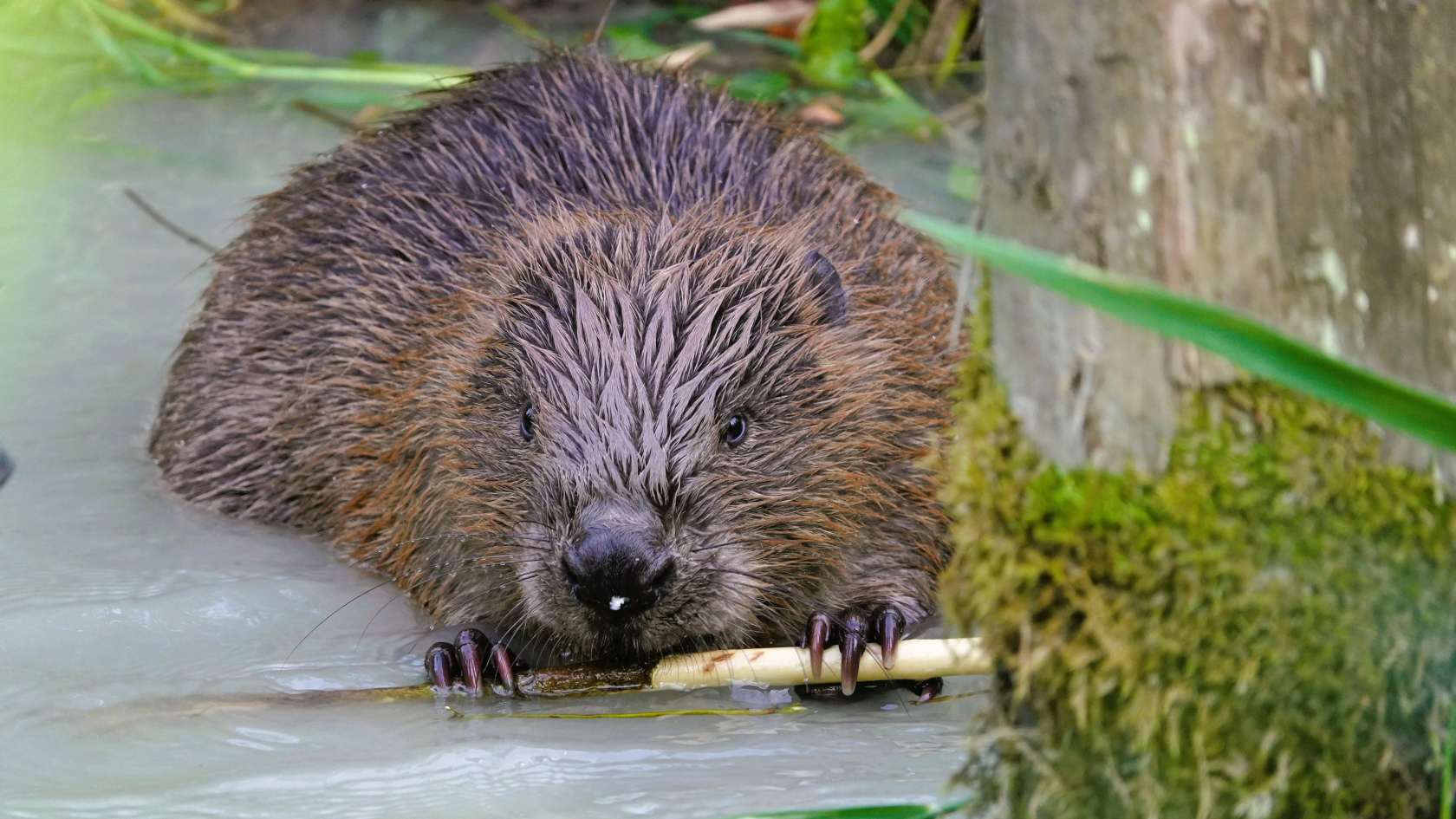 Der Europ&auml;ische Biber ist Pflanzenfresser und nachtaktiv. Foto. Markus Brindl