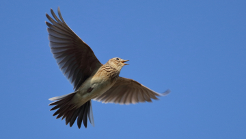 Der einst für die Agrarlandschaft charakteristische Gesang der Feldlerche ist immer seltener zu hören. Foto: Jan Kieckbusch