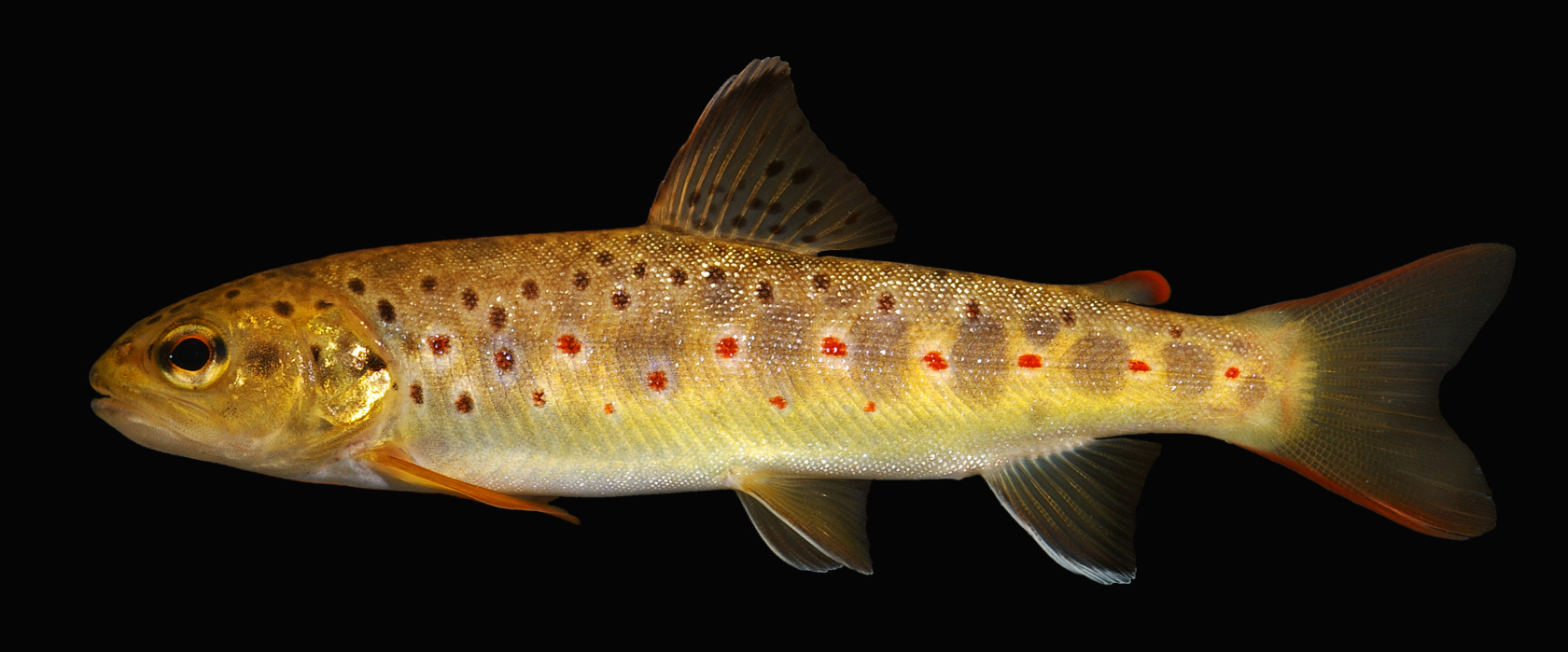 Die Forelle (Salmo trutta) erscheint in drei „ökologische Formen“ Bachforelle, Meerforelle, Seeforelle und wird nun als gefährdet eingestuft. Bild: Jörg Freyhof