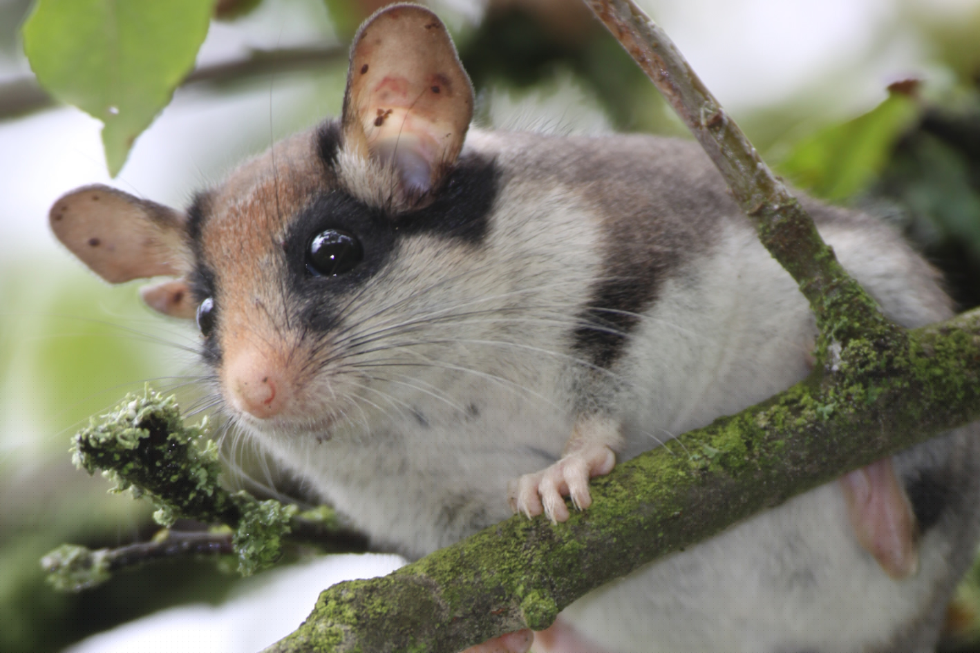 Der Gartenschläfer gehört zur Familie der Bilche, zu der auch die Haselmaus und der Siebenschläfer zählen. Foto: Sven Büchner
