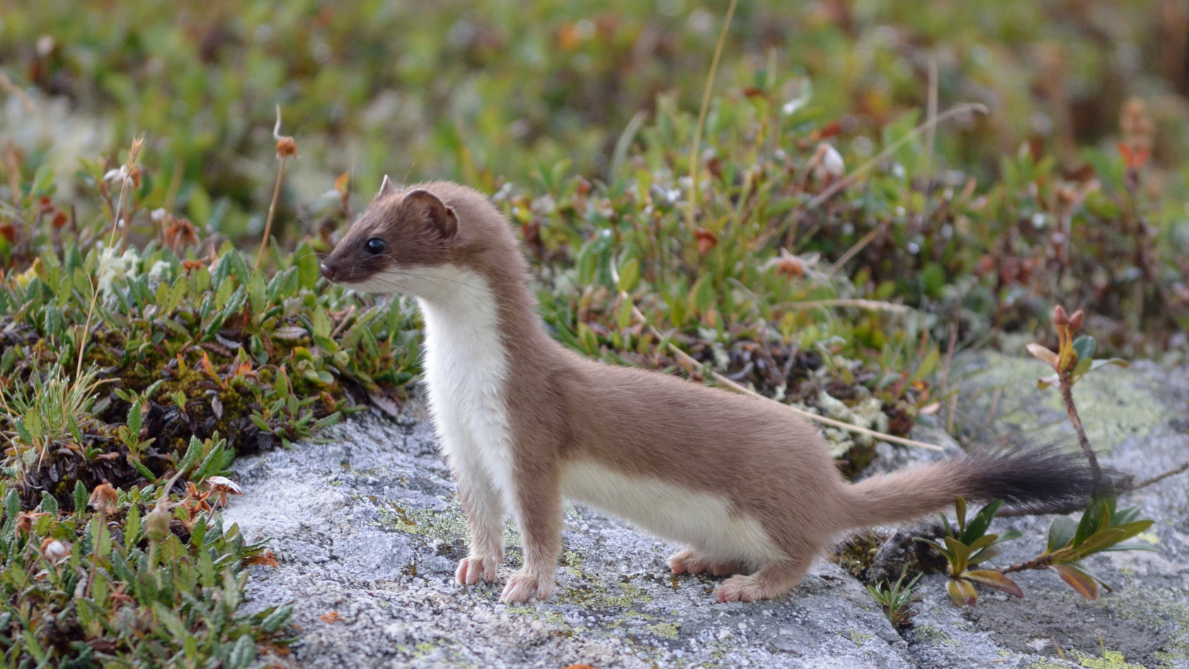 Im Sommer ist das Hermelin nur schwer von dem kleineren Mauswiesel zu unterscheiden. Beide haben dann kastanienbraunes Fell an R&uuml;cken und Kopf und einen wei&szlig;en Bauch. Der Schwanz des Hermelins hat aber stets eine schwarze Spitze. Foto: Thierryjdv/AdobeStock   
