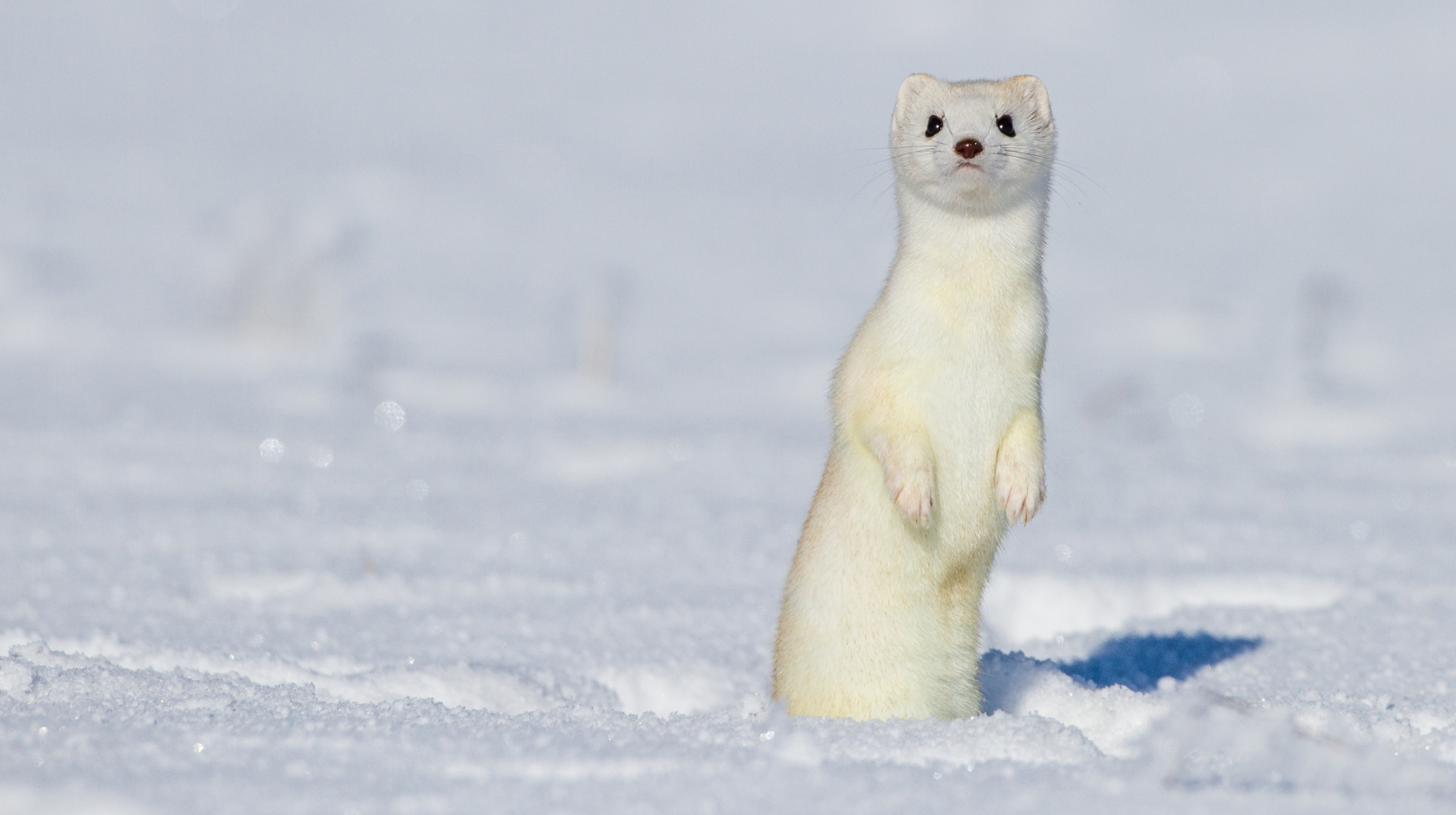 Das Hermelin erscheint im Schnee perfekt getarnt: Ob das der Zweck des Fellwechsels ist, konnte noch nicht nachgewiesen werden.  Foto: Rolf M&uuml;ller/AdobeStock