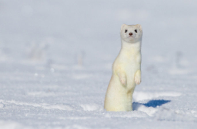 Das Hermelin erscheint im Schnee perfekt getarnt: Ob das der Zweck des Fellwechsels ist, konnte noch nicht nachgewiesen werden.  Foto: Rolf Müller/AdobeStock
