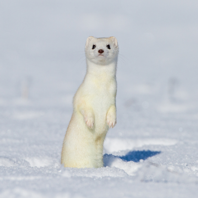 Das Hermelin erscheint im Schnee perfekt getarnt: Ob das der Zweck des Fellwechsels ist, konnte noch nicht nachgewiesen werden.  Foto: Rolf Müller/AdobeStock