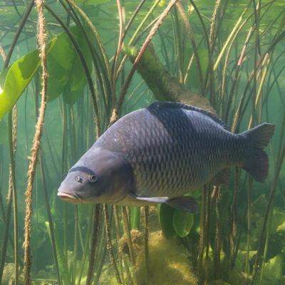 In unseren Gewässern lebt überwiegend eine stark domestizierte Form des Karpfens. Foto: Rotislav/Adobe Stock  