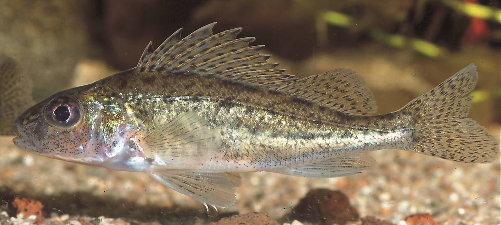 Der in vielen Seen und Flüssen verbreitete Kaulbarsch Gymnocephalus cernua befindet sich nun auf der „Vorwarnliste“. Foto: Jörg Freyhof