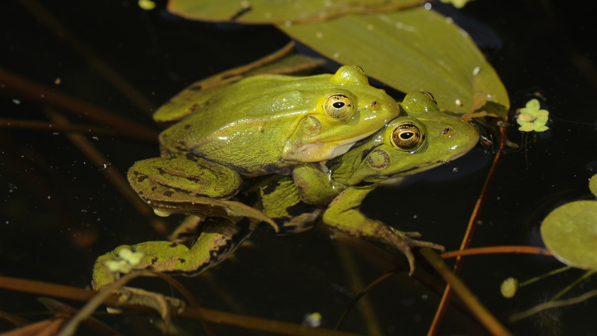 Paar des Kleinen Wasserfroschs, Männchen auf dem Rücken des Weibchens. Foto: Benny Trapp