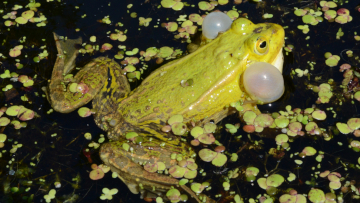 Für den Kleinen Wasserfrosch (Pelophylax lessonae) verzeichnet die Rote Liste der Amphibien Deutschlands eine „Gefährdung unbekannten Ausmaßes“. Foto: Burkhard Thiesmeier