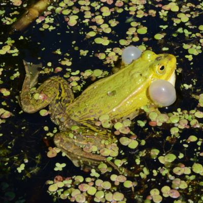 Für den Kleinen Wasserfrosch verzeichnet die Rote Liste der Amphibien Deutschlands eine „Gefährdung unbekannten Ausmaßes“. Foto: Burkhard Thiesmeier
