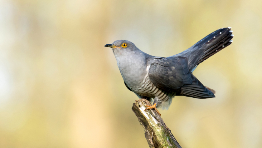 Seit etwa 25 Jahren sind die Bestände des Kuckucks in Deutschland rückläufig – die neue Rote Liste der Brutvögel weist ihn als „gefährdet“ aus. Foto: Piotr Krzeslak/Adobe Stock