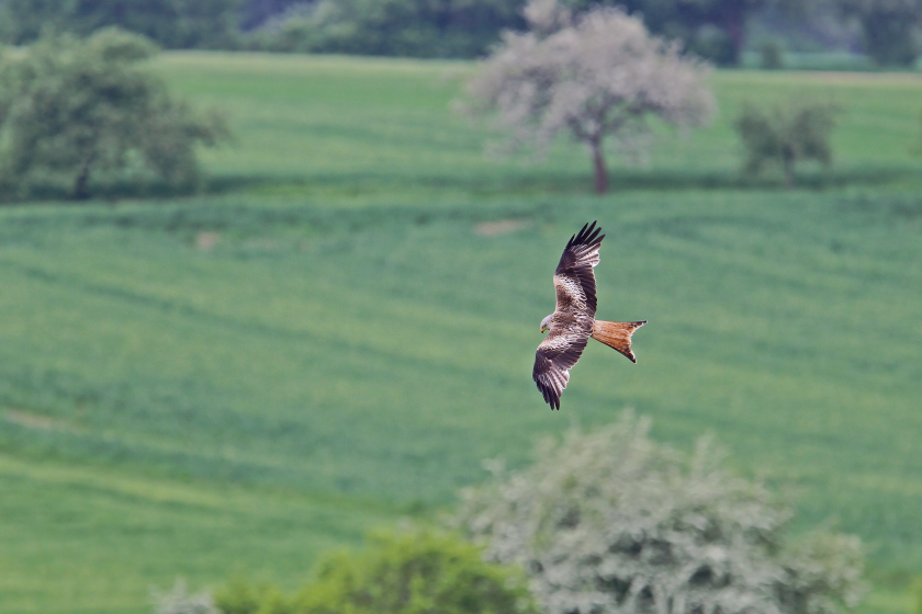 Als Lebensraum benötigt der Rotmilan abwechslungsreiche Landschaften mit offenen Flächen, Wald und strukturierenden Elementen, wie zum Beispiel Hecken und Baumgruppen. Foto: Martin Grimm