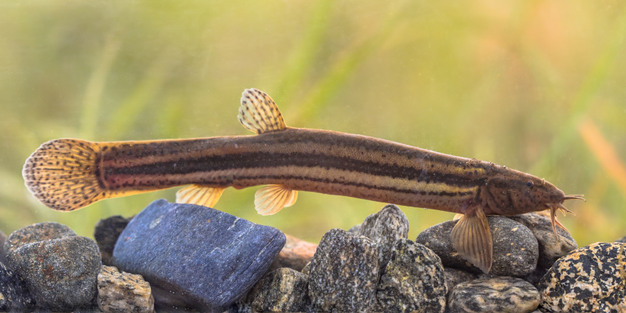 Die vordere Körperhälfte des Schlammpeitzgers ist im Querschnitt rund, die hintere seitlich zusammengedrückt. Das Tier ist etwa 25 cm lang., Foto (Aquarienbild): creativenature.nl/Adobe Stock