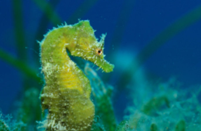Das Kurzschnäuzige Seepferdchen lebt in warm-gemäßigten Gewässern im Mittelmeer und Atlantik, um die Britischen Inseln und seit wenigen Jahrzehnten auch in der deutschen Nordsee. Foto: Solvin Zankl