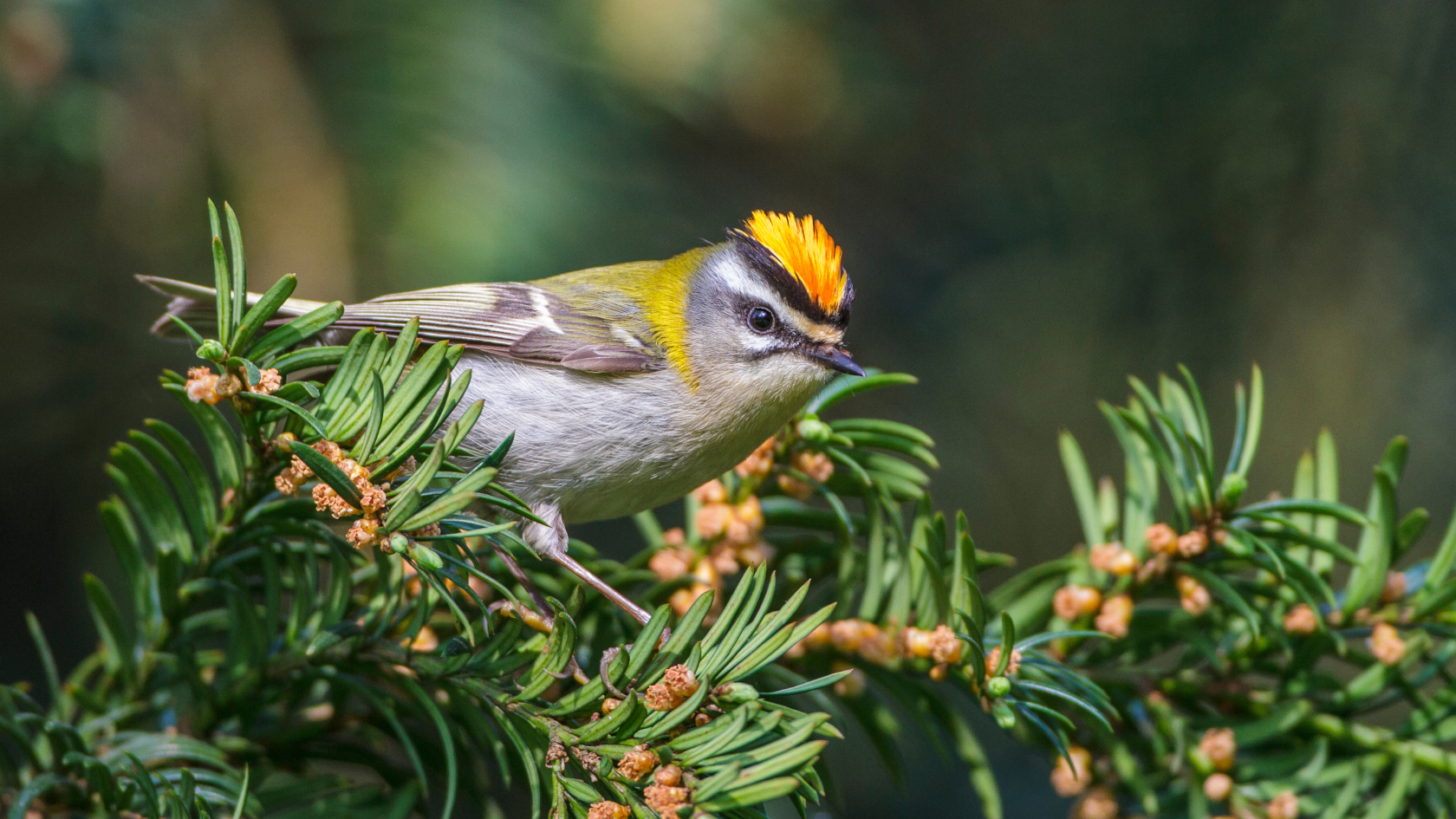 Das flinke Sommergoldhähnchen hält leider selten still, weswegen wir hier auf ein Archivbild zurückgreifen. Foto: Rolf Müller/Adobe Stock