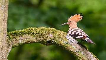 Der Wiedehopf (Upupa epops) gilt in Deutschland als gefährdet. Foto: Johannes Karich.