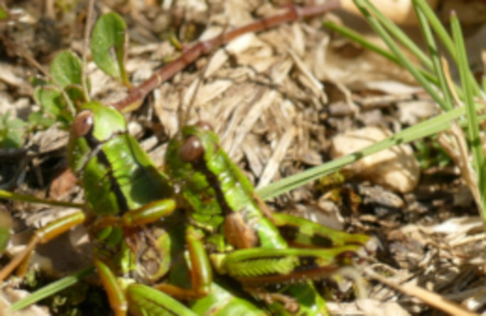 Der Größenunterschied zwischen dem Weibchen (unten) und dem Männchen (oben) ist bei der Alpinen Gebirgsschrecke besonders auffällig. 