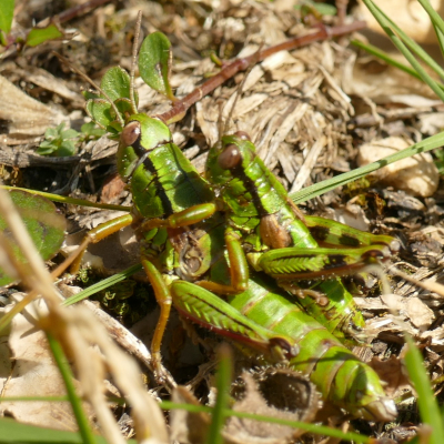 Der Größenunterschied zwischen dem Weibchen (unten) und dem Männchen (oben) ist bei der Alpinen Gebirgsschrecke besonders auffällig.