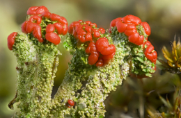 Die Rotfrüchtige Säulenflechte (Cladonia macilenta subsp. floerkeana) gilt in Deutschland als gefährdet. © Foto: Dr. Ulrich Kirschbaum