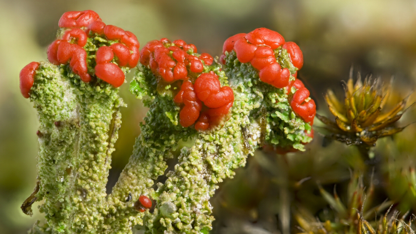   Die Rotfrüchtige Säulenflechte (Cladonia macilenta subsp. floerkeana) gilt in Deutschland als gefährdet.  Foto: Dr. Ulrich Kirschbaum 
