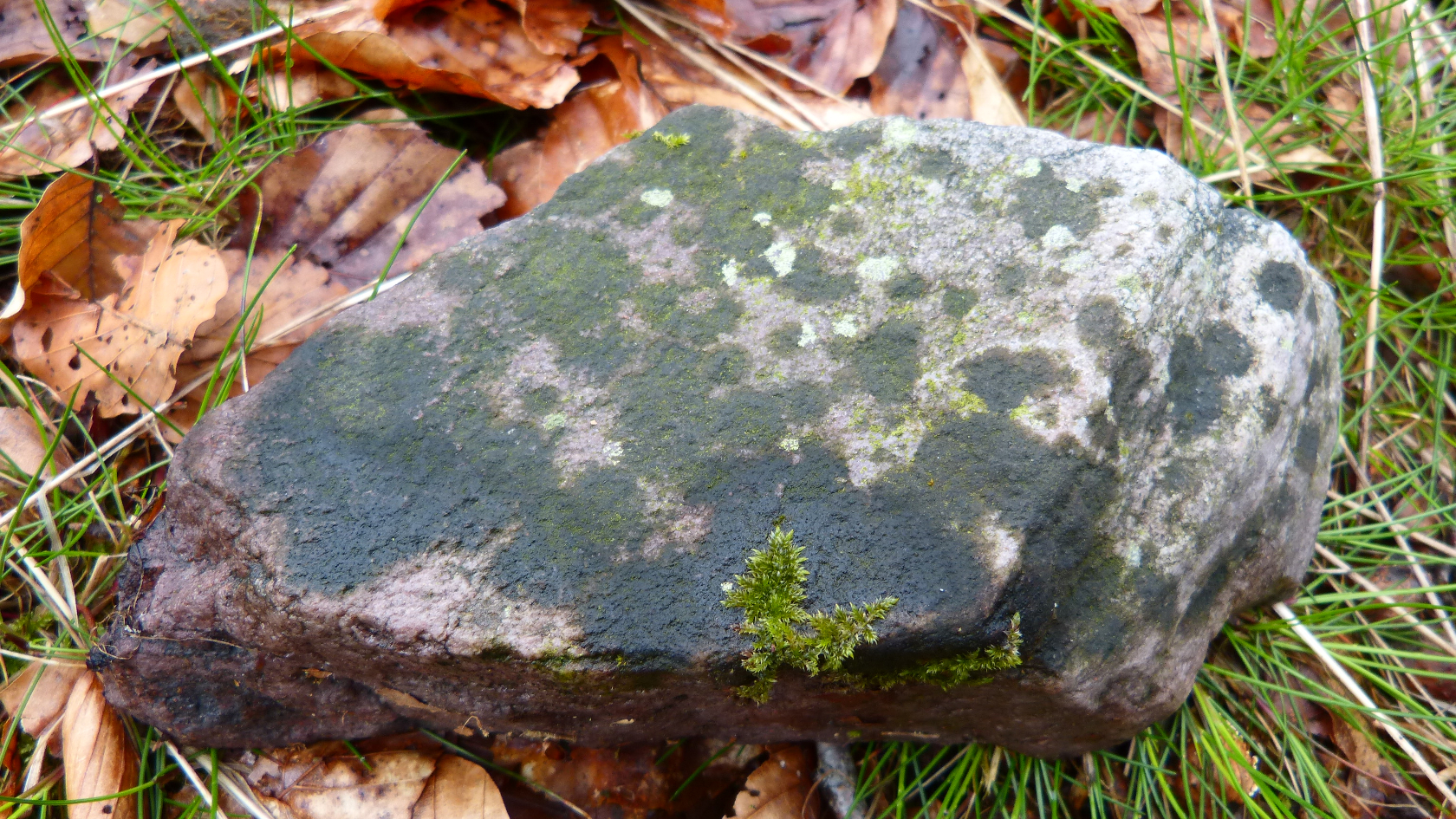 Verrucaria hunsrueckensis besitzt einen fast schwarzen, krustenförmigen Thallus sowie besonders schlanke Ascosporen. Foto: Dorothee Killmann