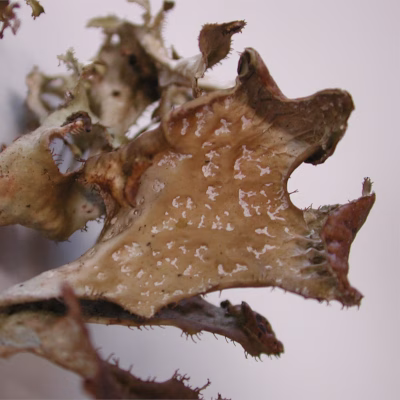 Im Winter tragen Luchse ein Fell mit dichter Unterwolle, das auch vor strenger Kälte schützt. Nur die Spitzen von Schwanz und Ohren sind schwarz. Foto: janistra/AdobeStock
