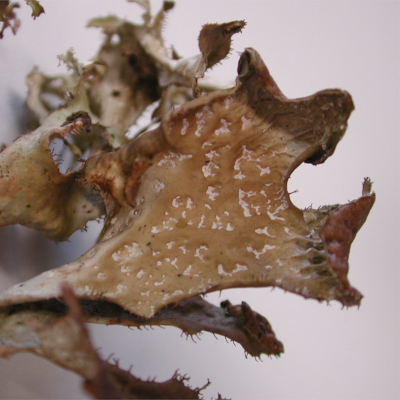 Im Winter tragen Luchse ein Fell mit dichter Unterwolle, das auch vor strenger Kälte schützt. Nur die Spitzen von Schwanz und Ohren sind schwarz. Foto: janistra/AdobeStock