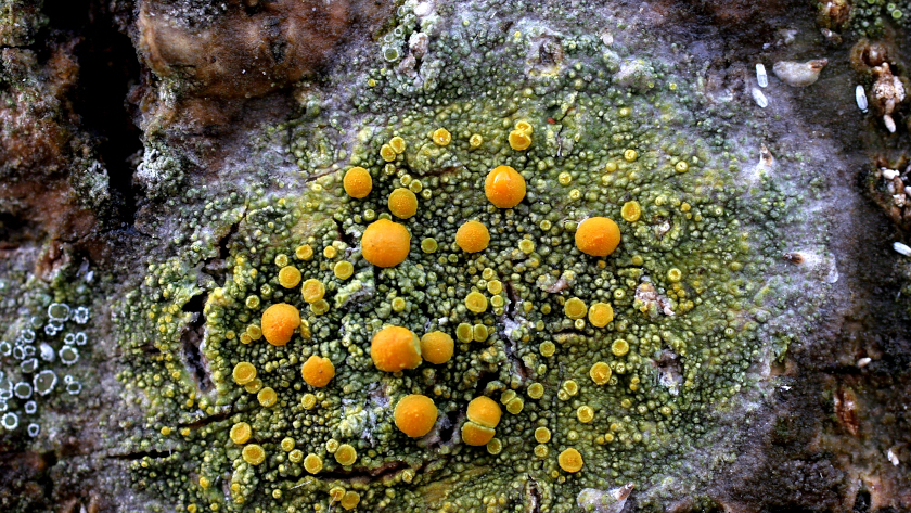 Caloplaca flavorubescens gehört zu den Krustenflechten und steht in der Roten Liste der Flechten Deutschlands als „extrem selten“ und „Vom Aussterben bedroht“. Foto: Dr. Ulrich Kirschbaum