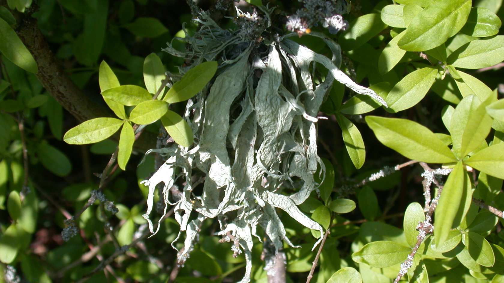 Ramalina fraxinea – eine Strauchflechte, die die Rinde von Bäumen bewohnt – ist in Deutschland stark gefährdet. Foto: Dr. Steffen Caspari