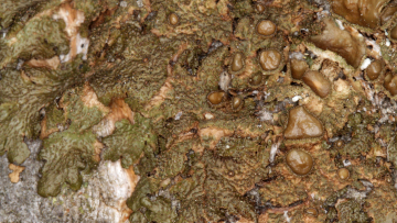 Die Fruchtkörper von Melanohalea exasperata erscheinen wie kleine Schüsseln. Foto: Dr. Volker John  