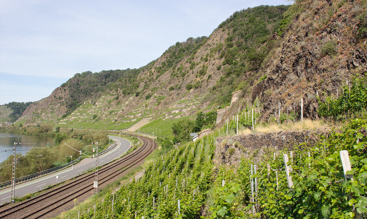 In Rheinland-Pfalz ist der Apollofalter heute nur noch sehr lokal im unteren Moseltal zu finden, wo seine Lebensräume häufig eng mit kleinparzellierten Rebflächen verzahnt sind. Foto: Daniel Müller