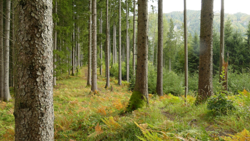 In solchen Fichtenwäldern sind Fliegenpilze vielerorts häufig. Foto: Dr. Günter Matzke-Hajek