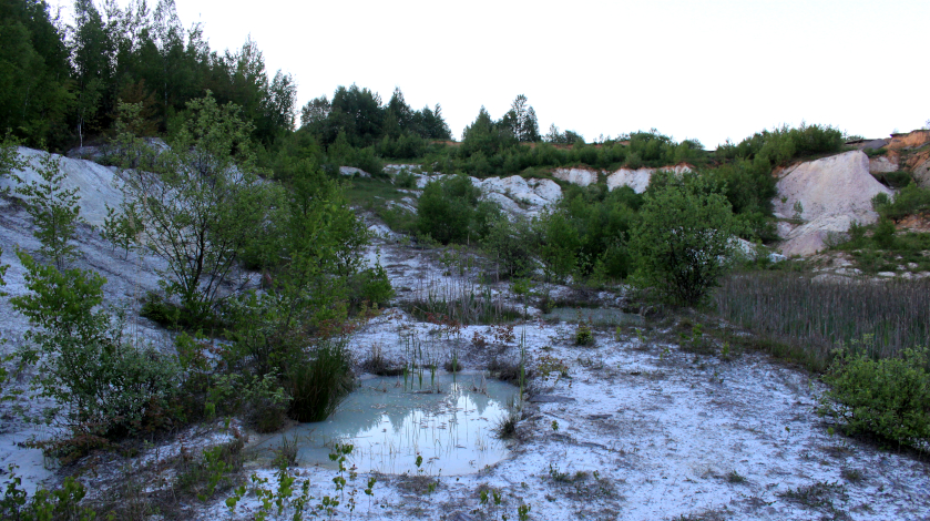Typische Lebensräume für Alytes obstetricans sind Tongruben wie hier im Westerwaldkreis. Foto: Dr. Ulrich Schulte