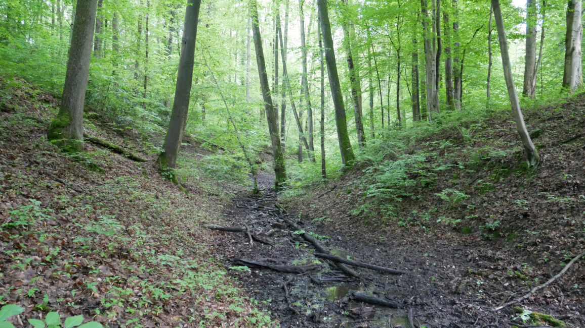 Typische Larven- und Patrouillehabitate liegen in halbschattigen Wäldern. © Foto: Jürgen Wolf