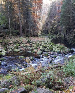 In solchen Habitaten fühlen sich Doppel- und Hundertfüßer wohl.