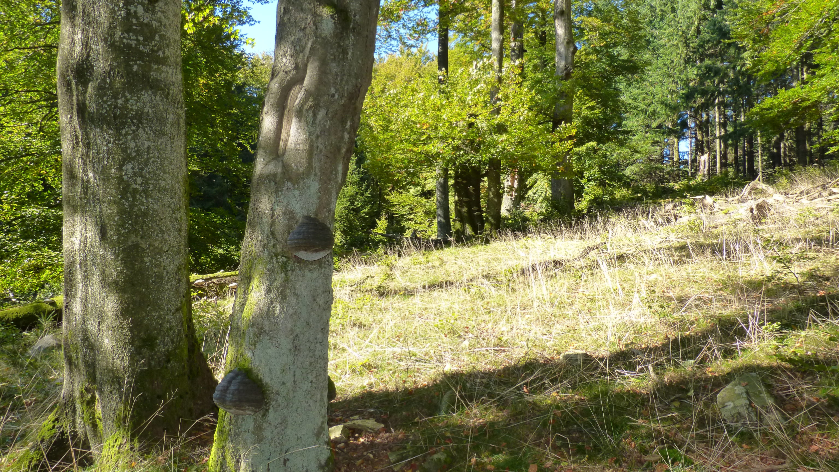 Die Hunsrück-Warzenflechte ist weltweit bisher nur von einem Waldstück im Nationalpark Hunsrück-Hochwald bekannt. Foto: Dr. Dorothee Killmann