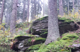 Typischer Lebensraum des Leuchtmooses unter großen Silikatfelsblöcken in einem Bachtal. Foto: Stefan Gey