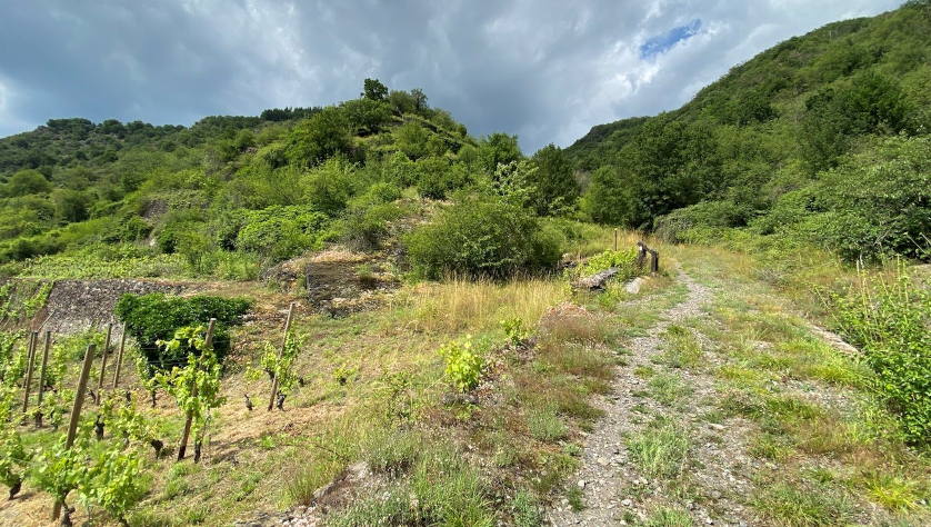 Hier ein potenzieller Lebensraum des Loreley-Dickkopffalters am Rhein. Foto: Ronny Strätling