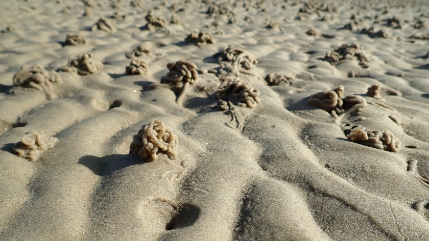 Sandwatt mit Rippelmarken sowie mit Fraßtrichtern und Kothaufen des Pierwurms, Arenicola marina. Foto: BioConsult