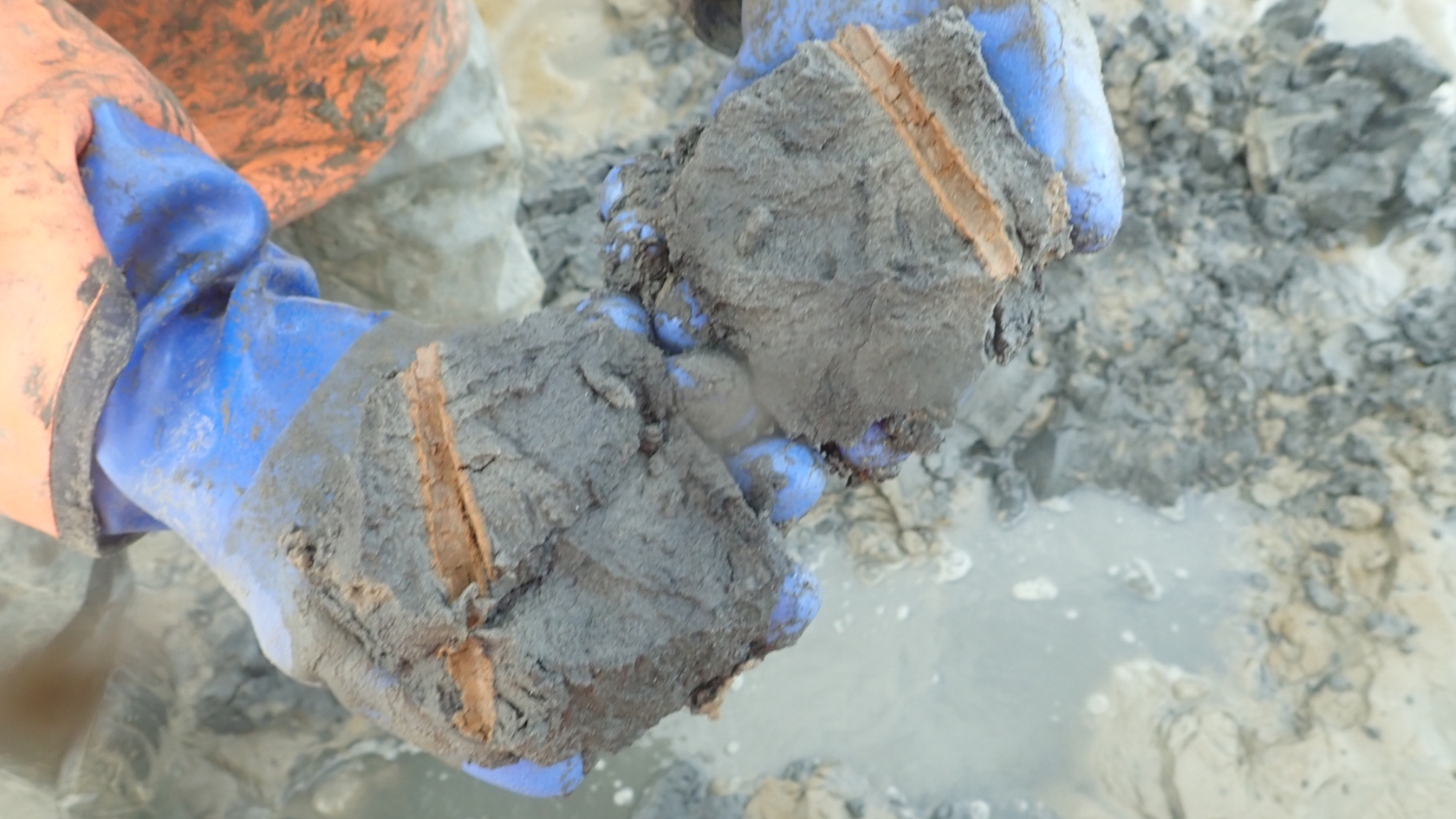 Eine Wohnröhre von Arenicola marina. Die durch sauerstoffreiches Wasser belüftete Röhrenwand grenzt sich deutlich vom umgebenden, dunklen weil sauerstoffarmen Sand ab. Foto: BioConsult.
