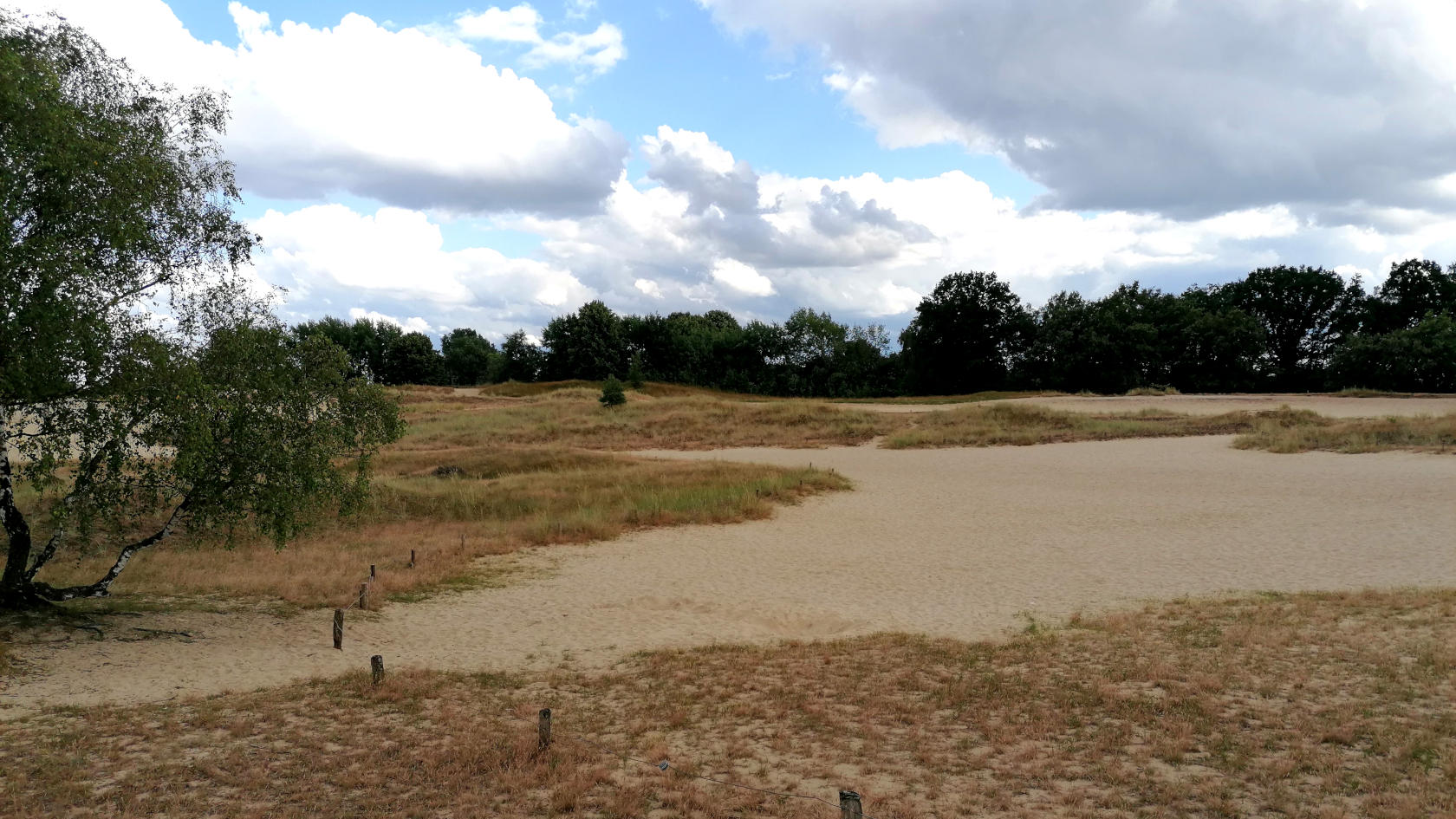 Der Sand-Ohrwurm wurde vor Kurzem in Hamburg, in den Boberger Dünen, wiederentdeckt. Er wurde dort zuletzt in der Mitte des 20. Jahrhunderts gesichtet.  Foto: Dr. Hannes Hoffmann
