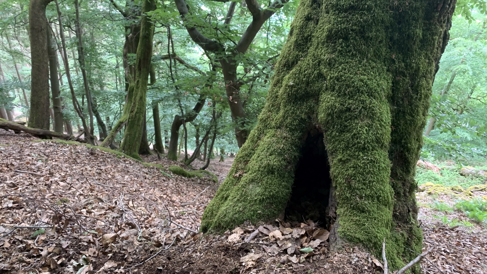 Häufig sind Stammfußhöhlen nicht so deutlich zu erkennen wie hier. Mitunter sind die Eingänge in hohle Bäume in Form von kleinen Löchern oder Ritzen sogar sehr versteckt. Foto: Jonas Köhler