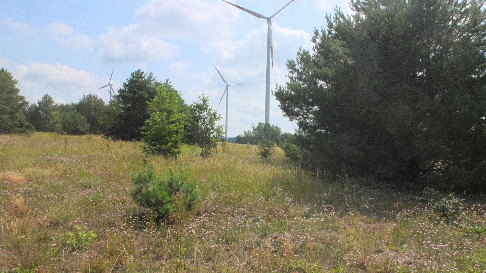 Lebensräume des Grasnelken-Glasflüglers – hier ein Sandtrockenrasen auf einem ehemaligen Truppenübungsplatz in Brandenburg – sind durch Bebauung, Viehhaltung und Sukzession akut gefährdet. Foto: Frank Rämisch 
