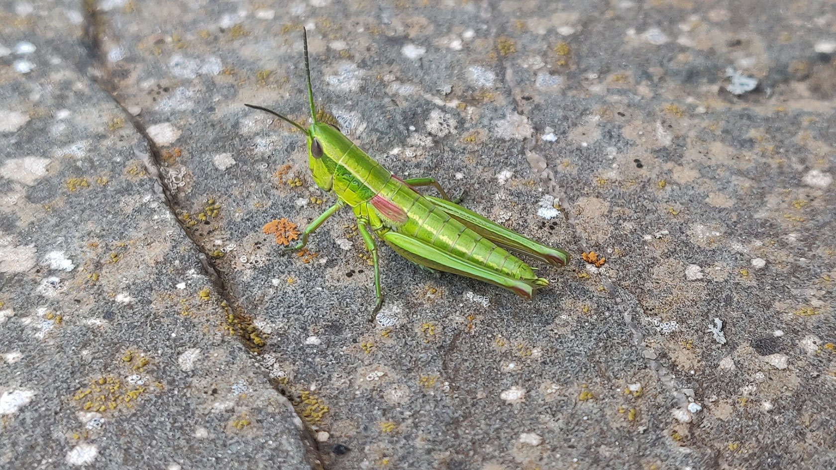 Die Weibchen der Kleinen Goldschrecke sind gut an ihren kurzen rosafarbenen Flügeln erkennbar. Foto: Sandra Ehrmann
