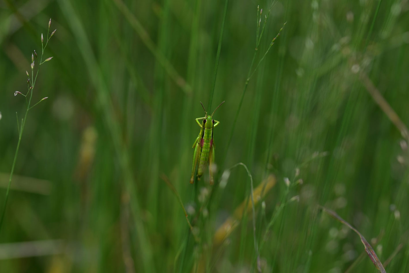 Ein Weibchen im kniehohen Gras – so ist die schmucke Art typischerweise zu finden. Foto: Sebastian Ćato