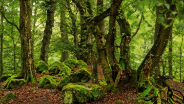 Wald in der Vulkaneifel. Foto: Ingrid Lamour.