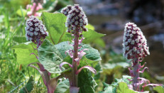 Gewöhnlicher Pestwurz (Petasites hybridus), Foto: Dr. Günter Matzke-Hajek.