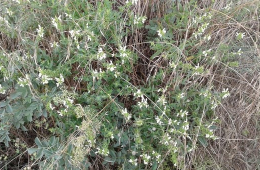 Der Aufrechte Ziest (Stachys recta), die Raupennahrungspflanze des Loreley-Dickkopffalters. Foto: Dr. Steffen Caspari