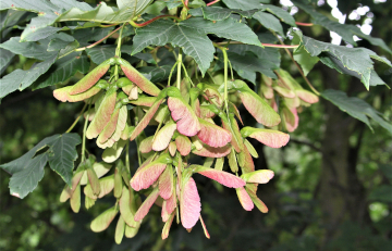 Für den Berg-Ahorn ist Deutschland in hohem Maße verantwortlich: hierzulande steht ein Großteil des weltweiten Bestandes.